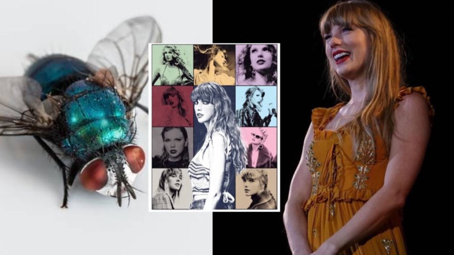 Taylor Swift acidentalmente engole um inseto durante a ‘The Eras Tour’